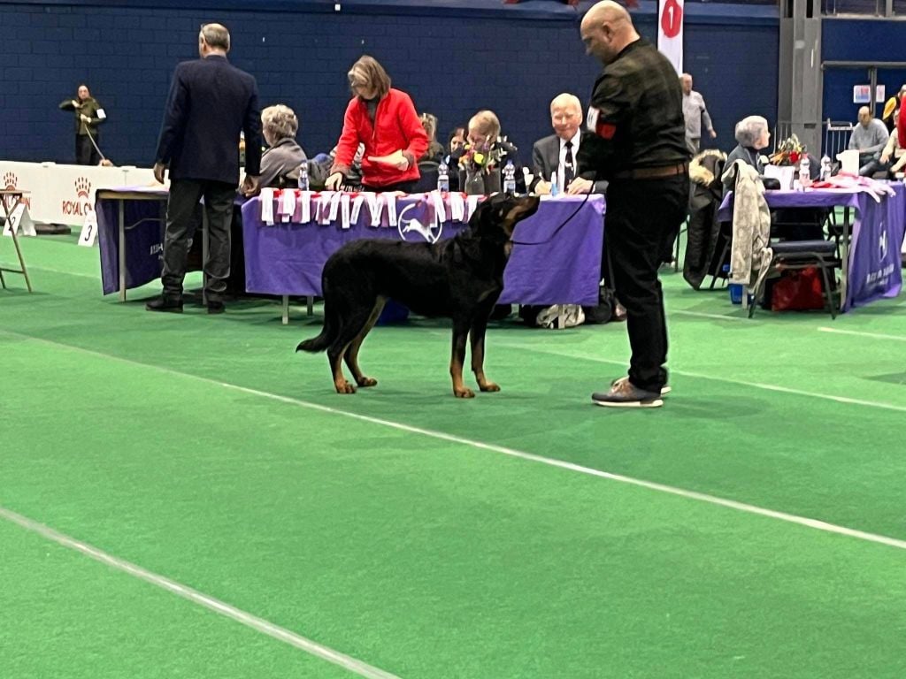 CH. Vie en rose by piaf L'ami De La Campagne - 1e EXC CAC CACIB BOS