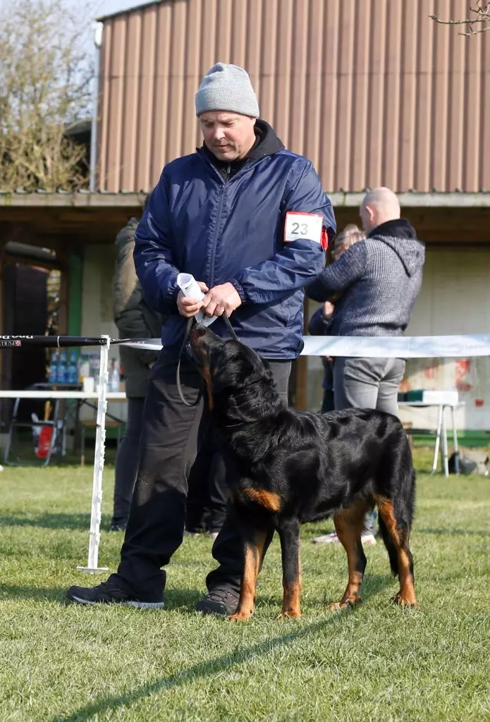 CH. Uzelle Le Bas Rouge Céleste - 2e/6 Excellent