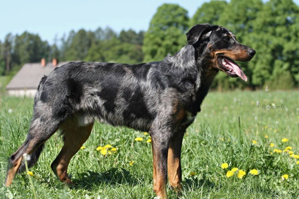 CH. Q'navarre L'ami De La Campagne - 3e Excellent (9 jeune mâles)