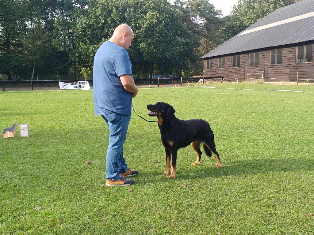 CH. Uzelle Le Bas Rouge Céleste - 1e EXC CAC BOS (meilleur femelle)