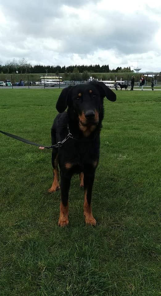 CH. Solo L'ami De La Campagne - TAN TB et MORPHO EXC