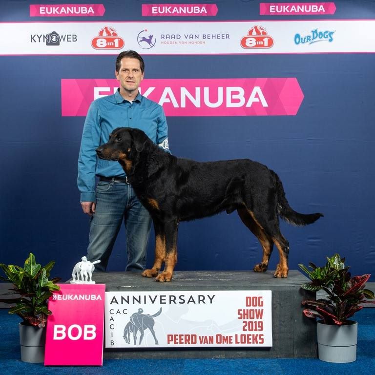 CH. Morse (monty) L'ami De La Campagne - 1e Exc - CAC - CACIB - Meilleur de race (cl champ)