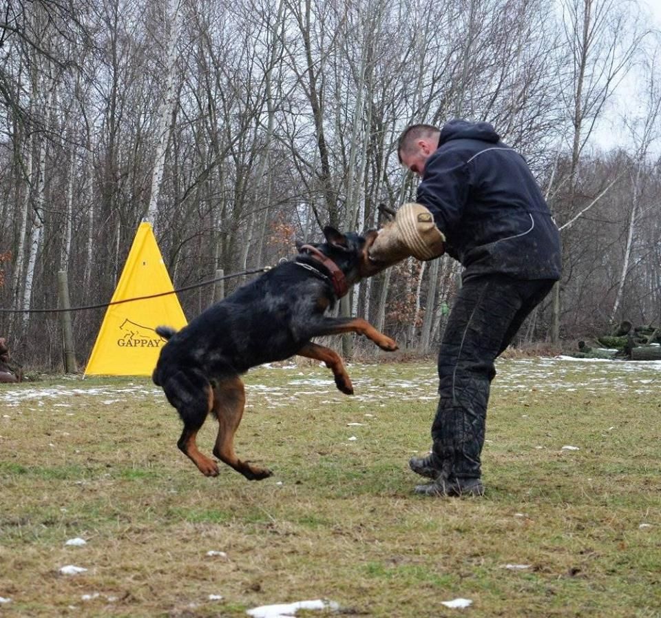 CH. Q'navarre L'ami De La Campagne - Spr1 réussi