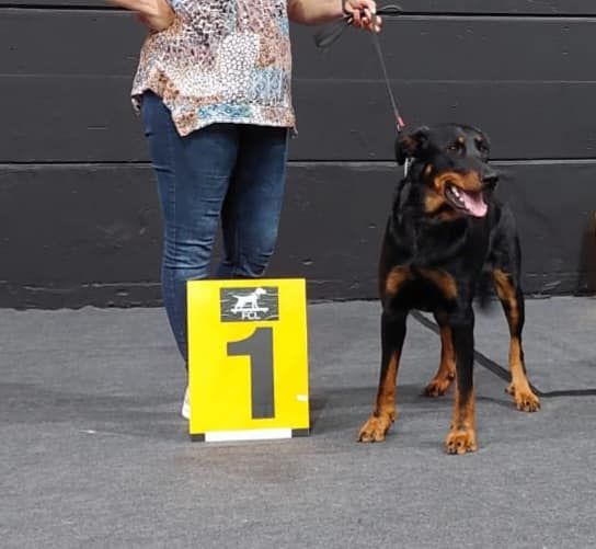 CH. Vousia L'ami De La Campagne - 1e EXC JR-CACIB Meilleur jeune/Beste jeugdhond