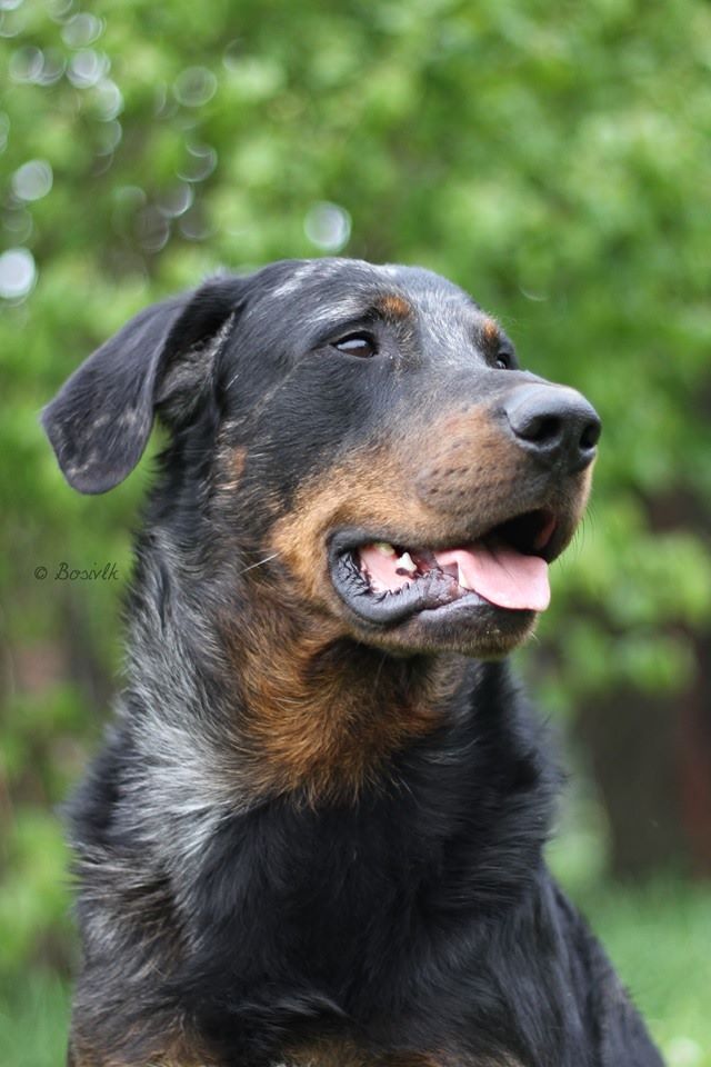 CH. Q'navarre L'ami De La Campagne - 1e EXC (classe ouverte)