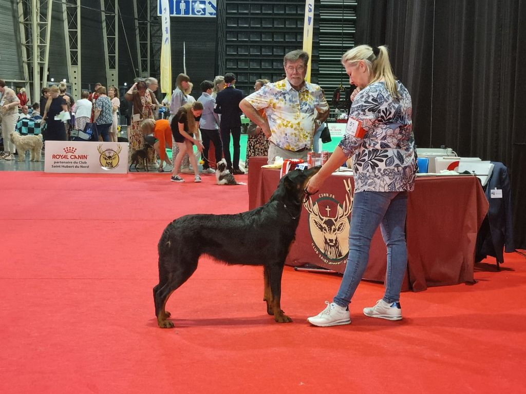 CH. Vousia L'ami De La Campagne - 1e EXC MEILLEUR JEUNE JR-CACIB