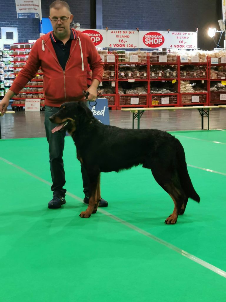 CH. Solo L'ami De La Campagne - 1eEXC Meilleur jeune RCAC (homologué en CAC)