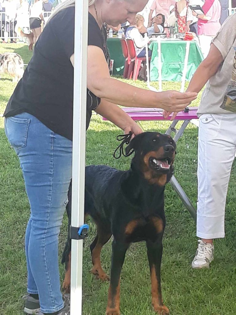 CH. Vousia L'ami De La Campagne - 1e EXC JR-CAC BOS