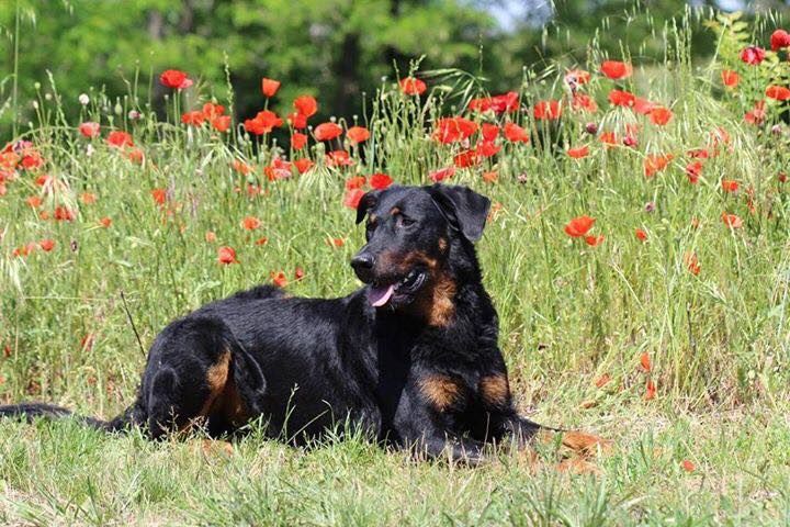 CH. Morse (monty) L'ami De La Campagne - 4e Excellent (cl champ)