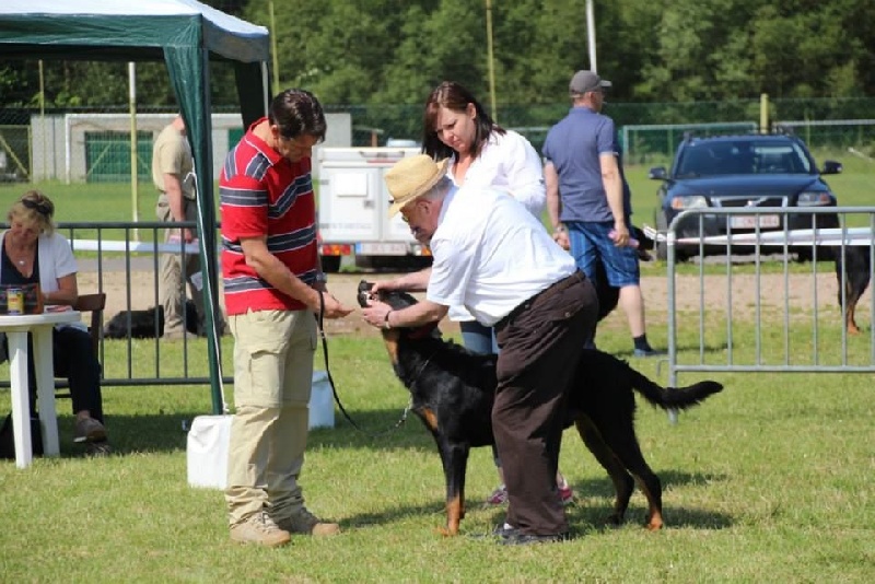 CH. Morse (monty) L'ami De La Campagne - Excellent 4e place