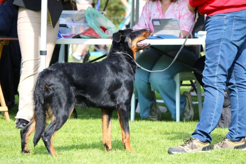 Whyava L'ami De La Campagne - 1e EXC RCAC (CL J)
