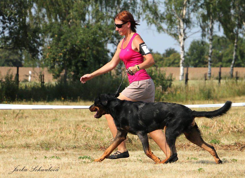 CH. Q'navarre L'ami De La Campagne - 2e EXC (cl jeune)