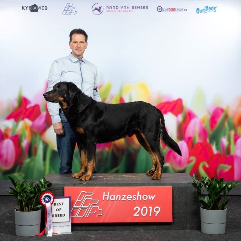 CH. Morse (monty) L'ami De La Campagne - 1e Exc CAC - CACIB - Meilleur de race