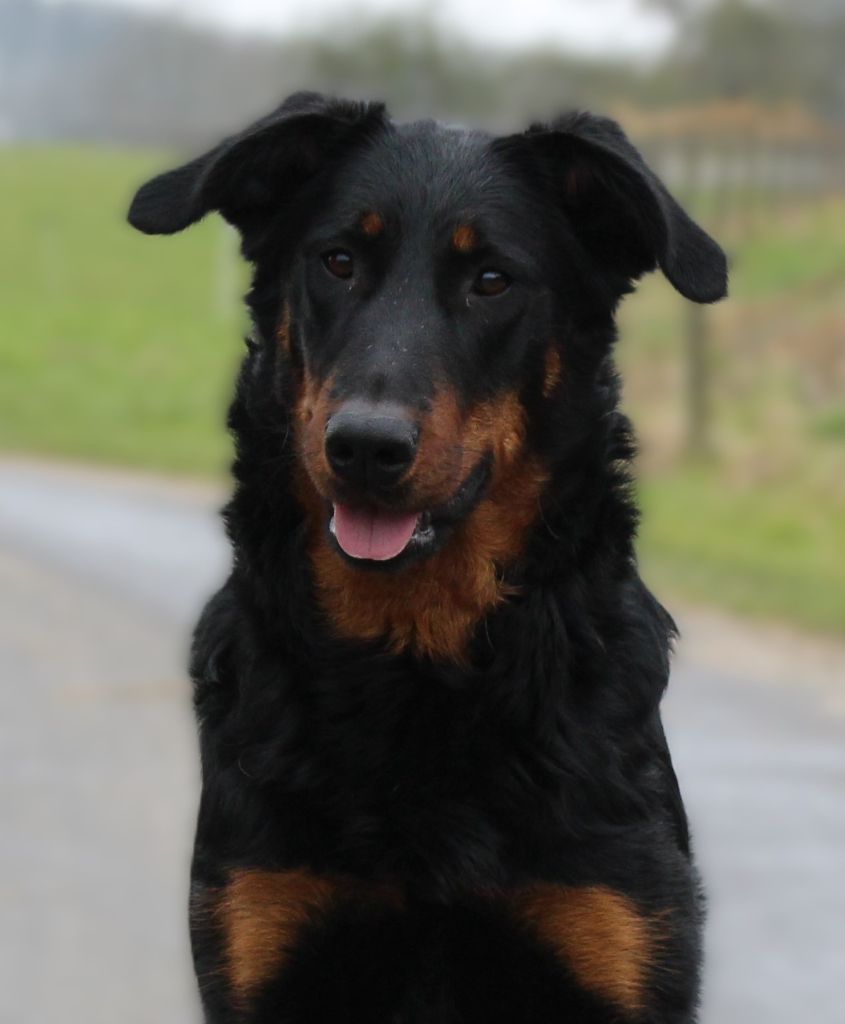 Whyava L'ami De La Campagne - 1e EXC ResCAC - ResCACIB