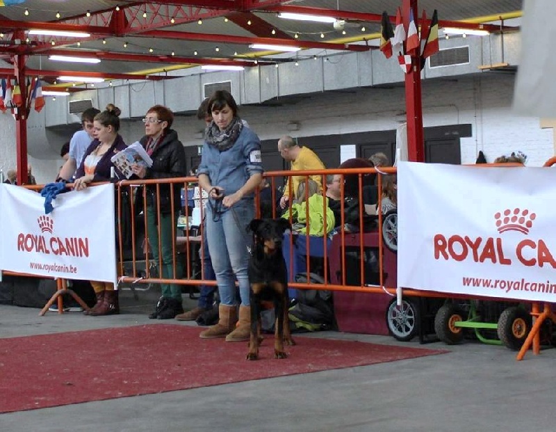 Nelle L'ami De La Campagne - 1e Exc JCAC Championne jeune de Belgique