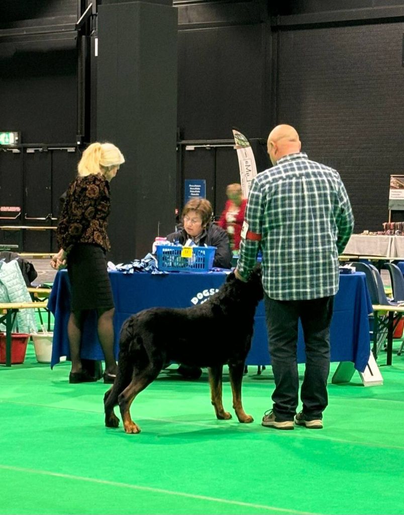 CH. Solo L'ami De La Campagne - 1e EXC ResCACIB MEILLEUR CHIEN DE TRAVAILLE