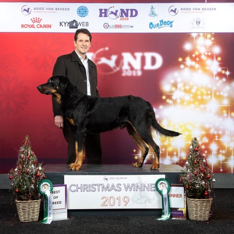 CH. Morse (monty) L'ami De La Campagne - 1e EXC CAC CACIB Meilleur de race (Christmas Winner 2019)