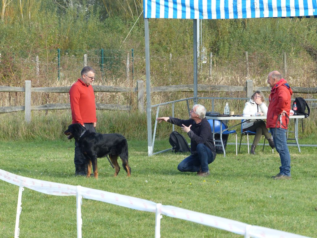 CH. Solo L'ami De La Campagne - Morpho Exc - TC TB