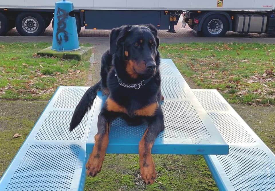 CH. Uzelle Le Bas Rouge Céleste - 1e EXC Meilleur jeune / CAC / Meilleur femelle (BOS)