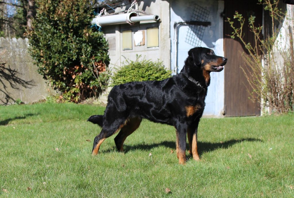 CH. Uzelle Le Bas Rouge Céleste - 1e EXC CAC CACIB BOB