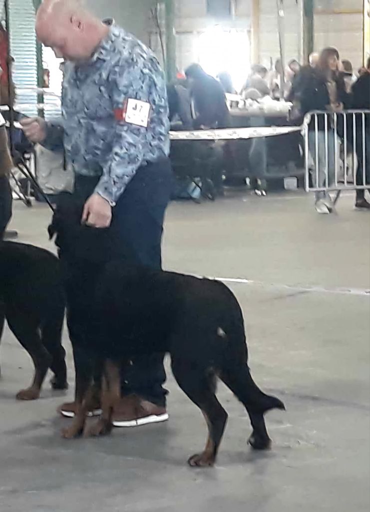 CH. Uzelle Le Bas Rouge Céleste - 1e EXC CAC BOB