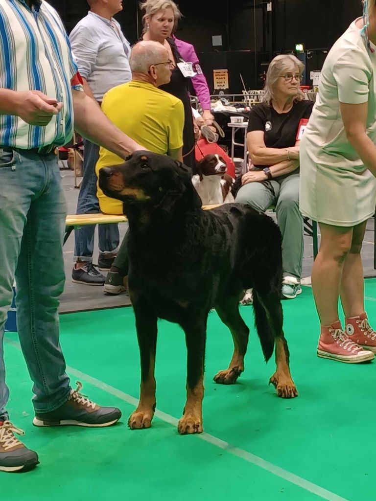 CH. Solo L'ami De La Campagne - 1e EXC CAC CACIB BOB