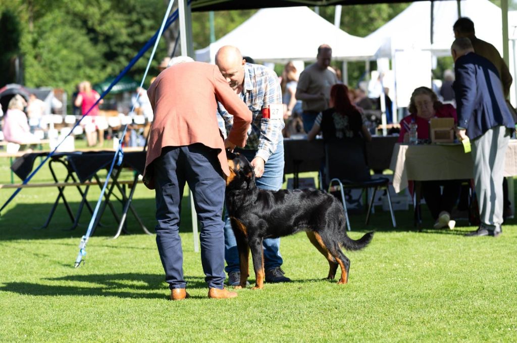 Whyava L'ami De La Campagne - 1e VB / TP BESTE PUPPY
