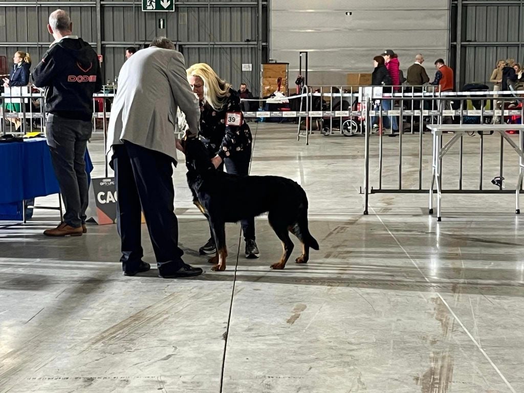 CH. Vousia L'ami De La Campagne - 1e EXC ResCAC - ResCACIB