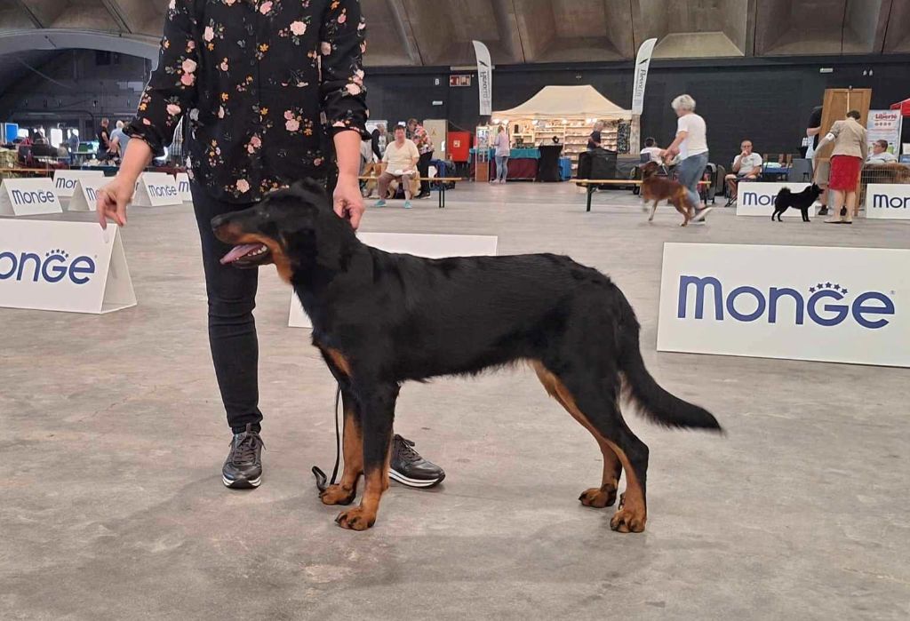 Whyava L'ami De La Campagne - 1e EXC J-CACIB Best Junior & BOS