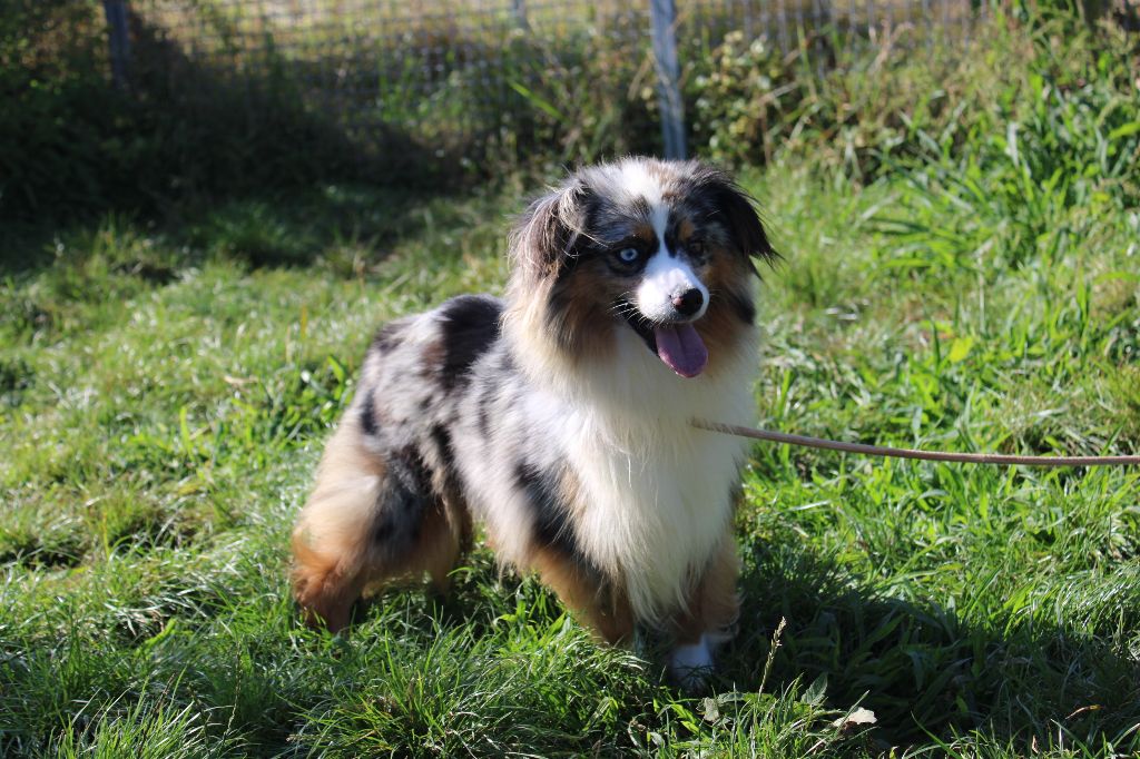 Publication : Du Royaume Des Quatre Pattes