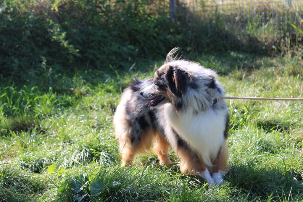 Publication : Du Royaume Des Quatre Pattes