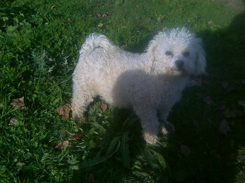 Publication : Du Royaume des Emeraudes Auteur : Gaëlle ROLLAND