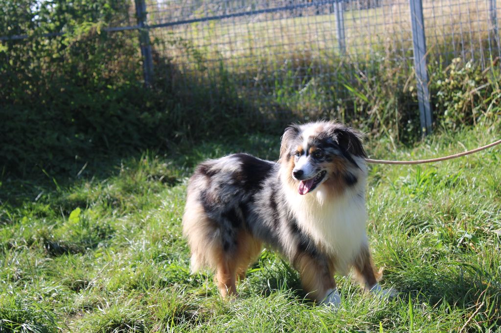 Publication : Du Royaume Des Quatre Pattes