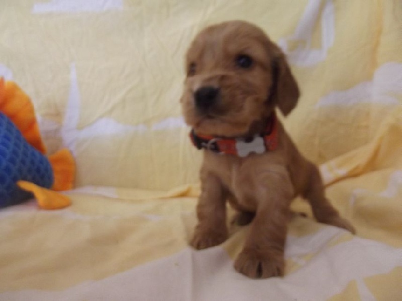 Chiot Elevage Du Royaume Des Quatre Pattes Eleveur De Chiens Cocker Spaniel Anglais