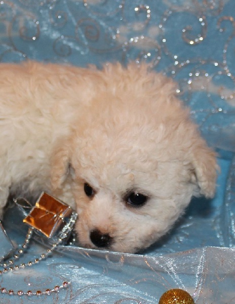 CHIOT male bichon sans collier