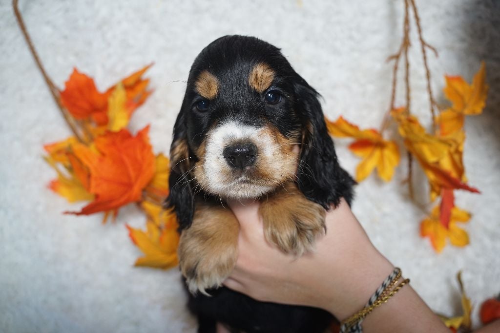CHIOT femelle noir et feu collier jaune