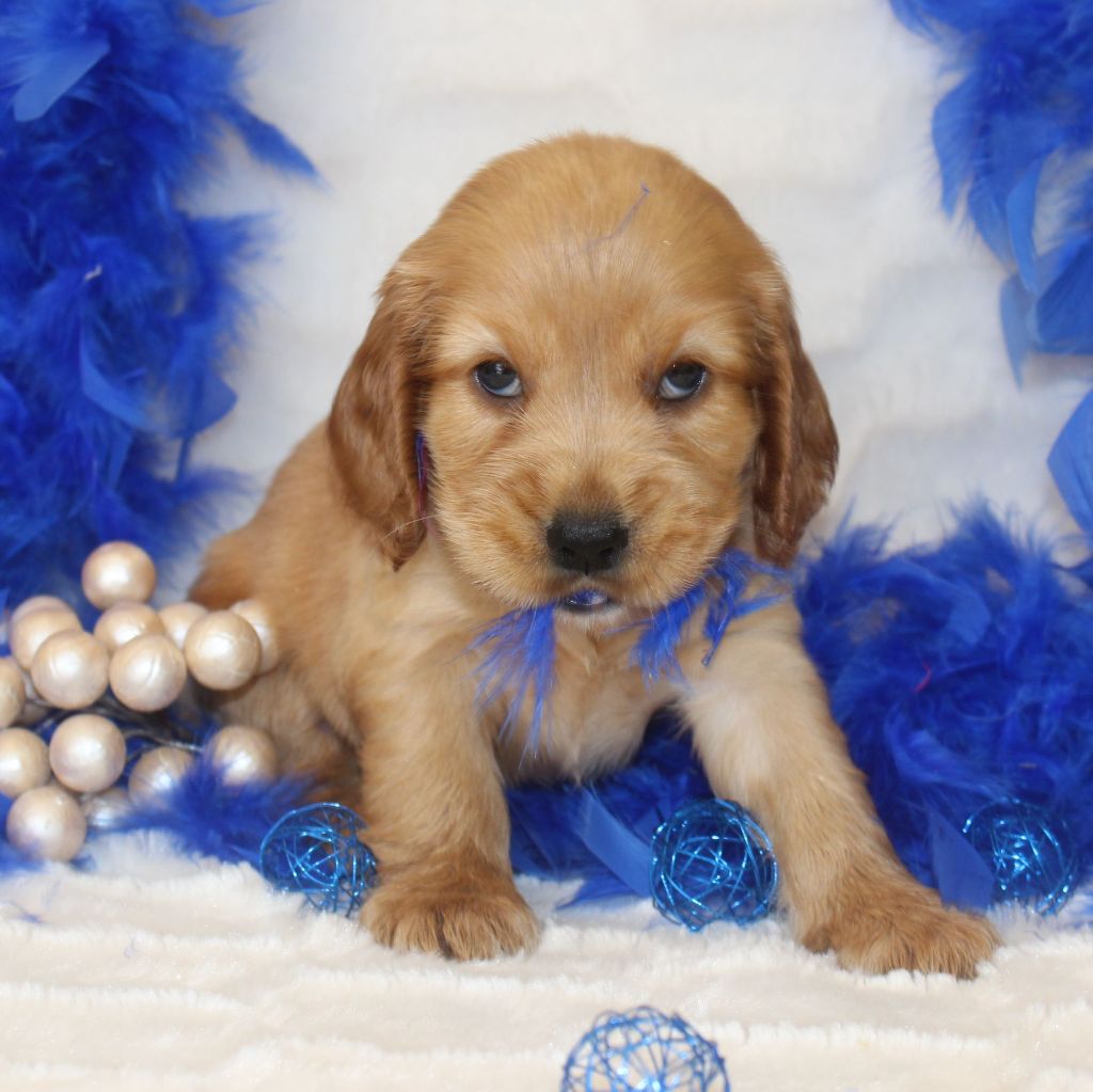 CHIOT femelle cocker fauve collier rouge