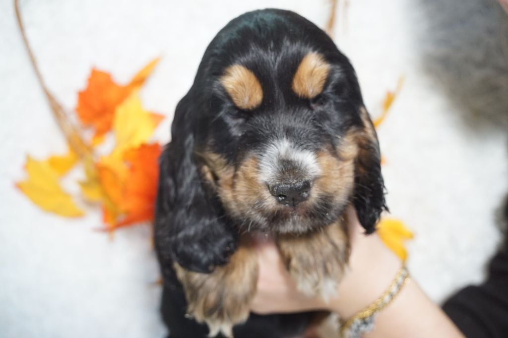 CHIOT femelle noir et feu collier vert