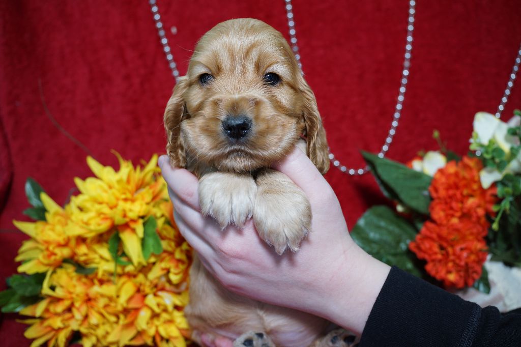 CHIOT femelle collier rouge