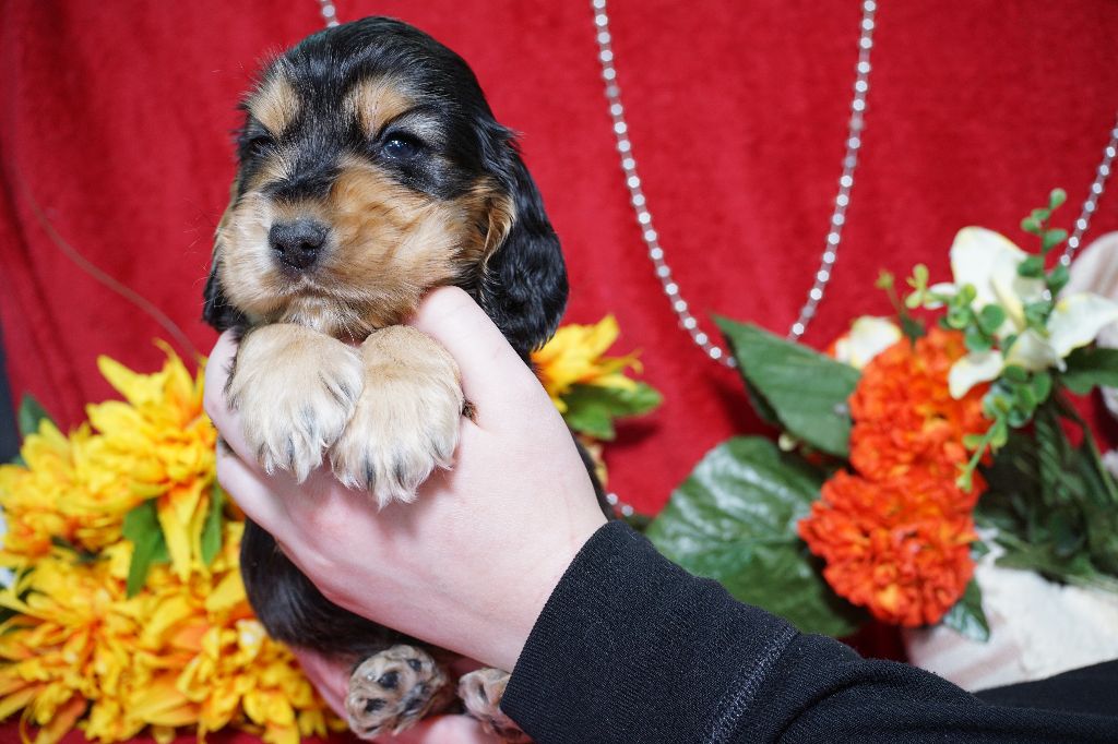 CHIOT male zibeline collier marron