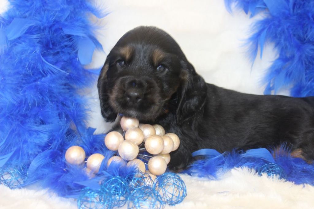 CHIOT male cocker noir fet feu collier bleu