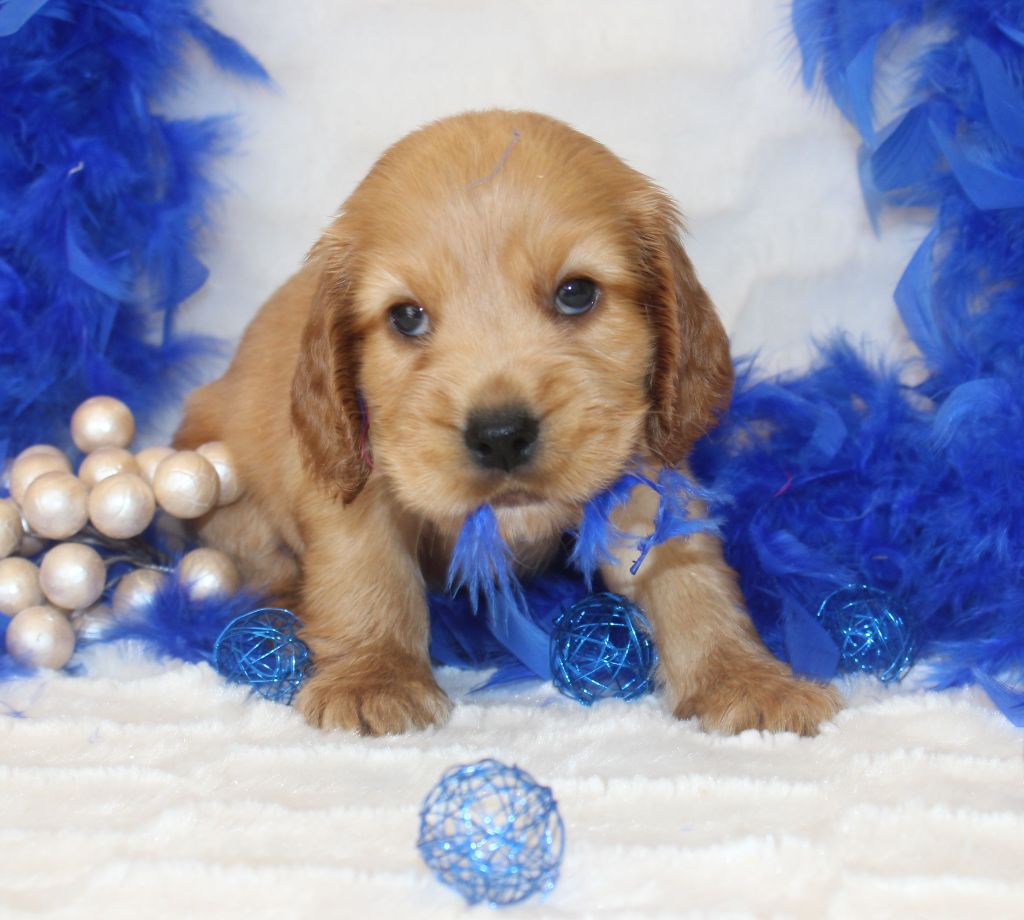 CHIOT femelle cocker fauve collier rouge