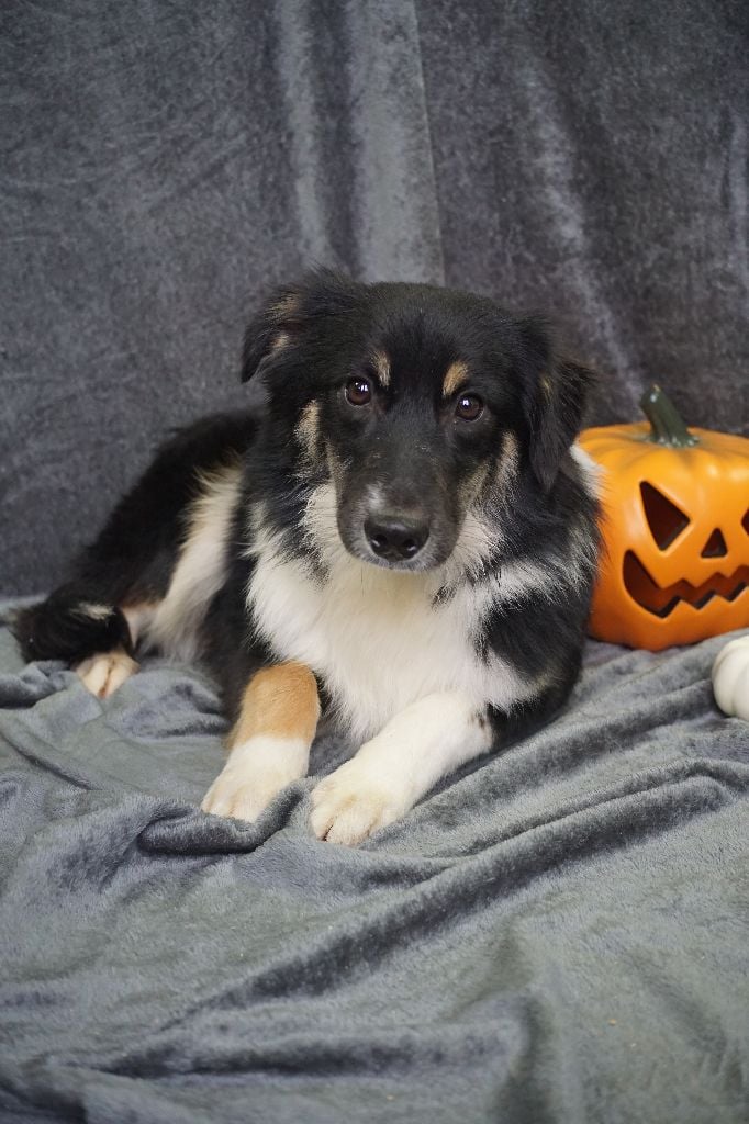CHIOT male noir tricolore collier bleu