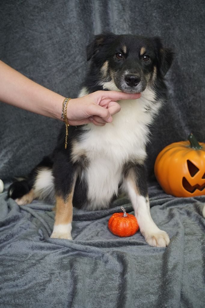 CHIOT male noir tricolore collier bleu