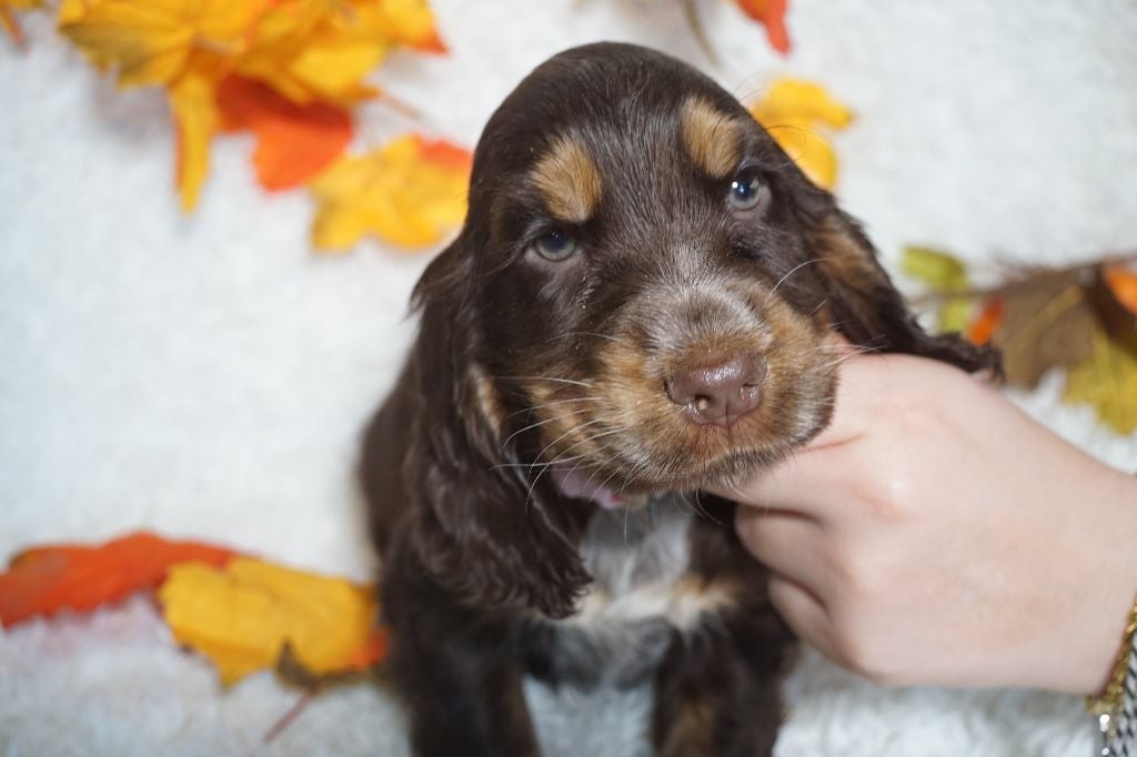 CHIOT femelle chocolat et feu collier rose