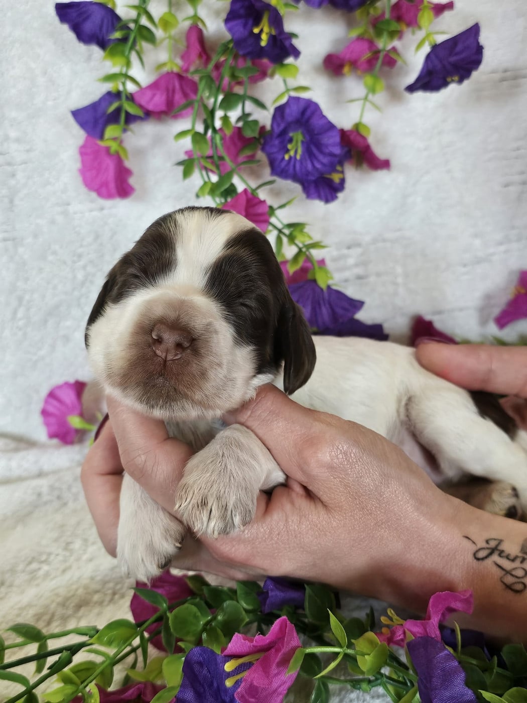 Chiot femelle tricolore chocolat collier rouge