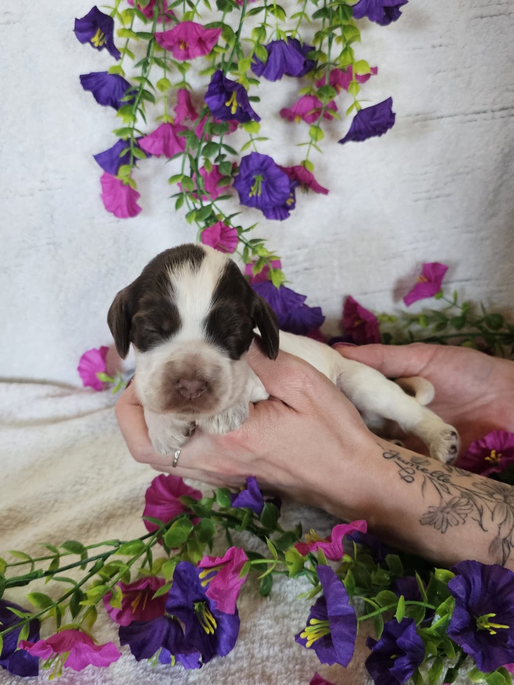 Chiot femelle tricolore chocolat collier rouge