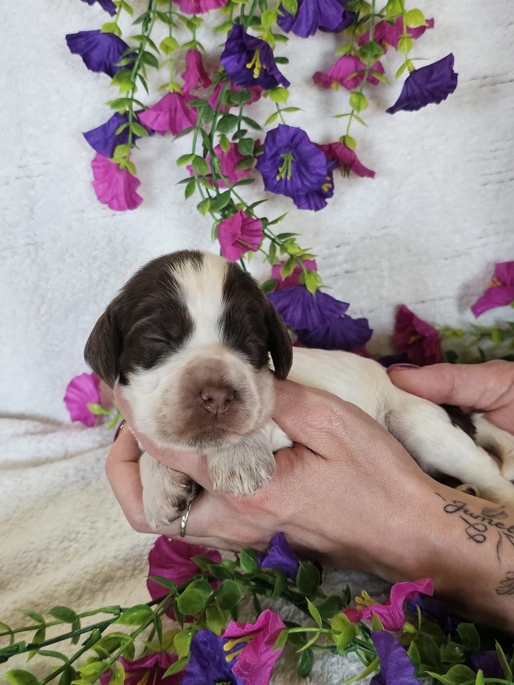 Chiot femelle tricolore chocolat collier rouge