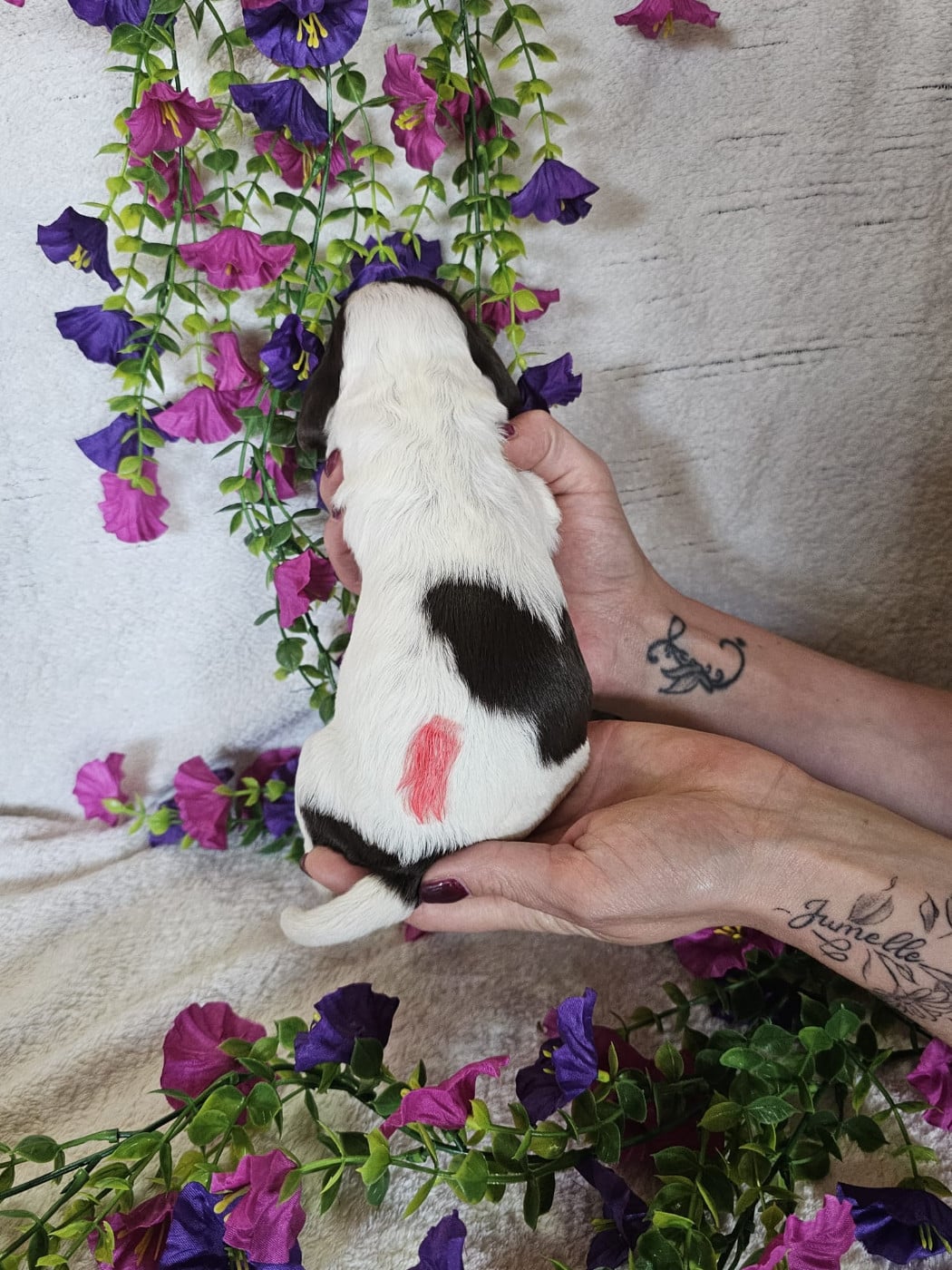 Chiot femelle tricolore chocolat collier rouge