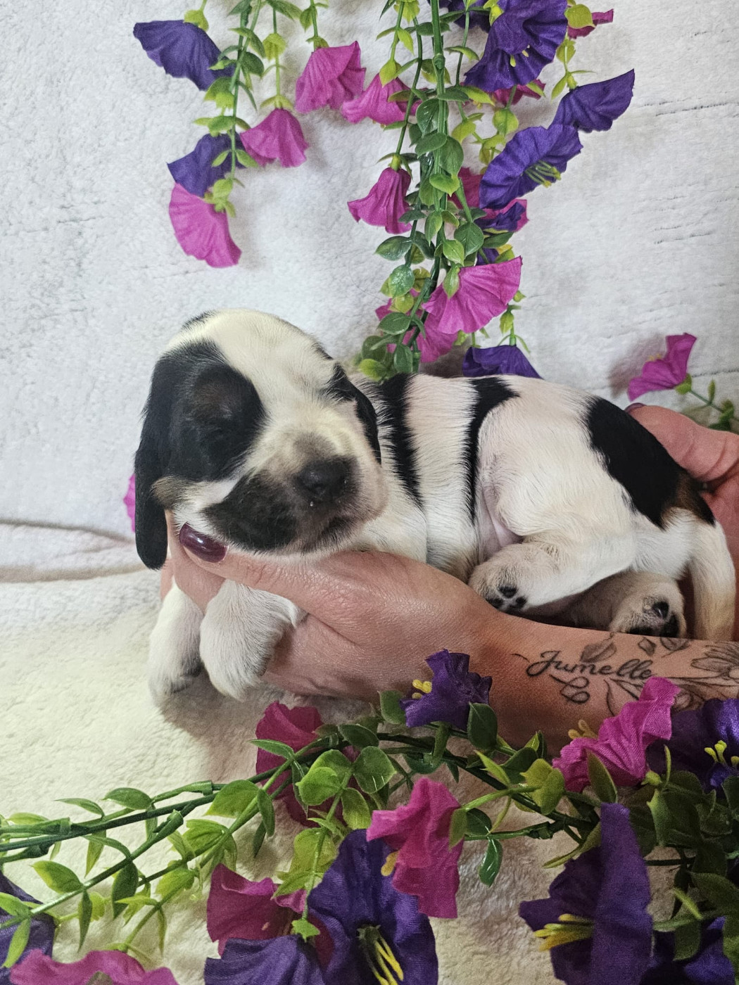 Chiot femelle tricolore noir collier rose